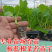 板蓝根菜苔苗湖北核心产区直发蔬菜苗子特色蔬菜带土发货精品