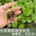 板蓝根菜苔苗湖北核心产区直发蔬菜苗子特色蔬菜带土发货精品