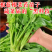 板蓝根菜苔苗湖北核心产区直发蔬菜苗子特色蔬菜带土发货精品