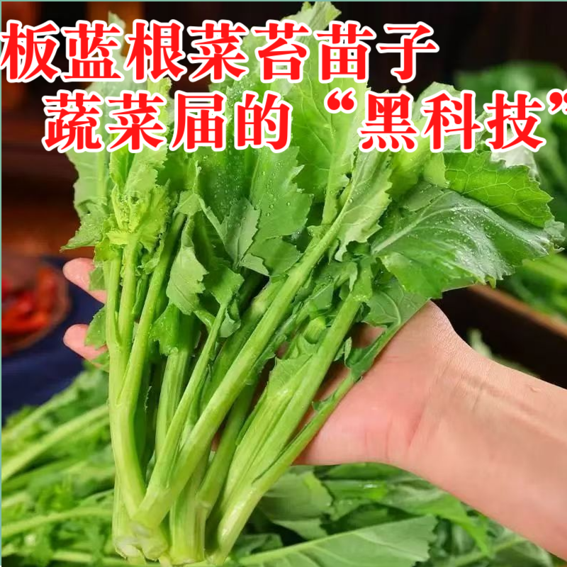 板蓝根菜苔苗湖北核心产区直发蔬菜苗子特色蔬菜带土发货精品