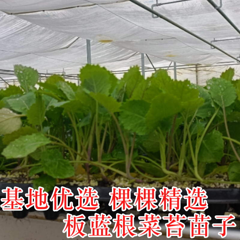 板蓝根菜苔苗湖北核心产区直发蔬菜苗子特色蔬菜带土发货精品