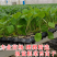 板蓝根菜苔苗湖北核心产区直发蔬菜苗子特色蔬菜带土发货精品