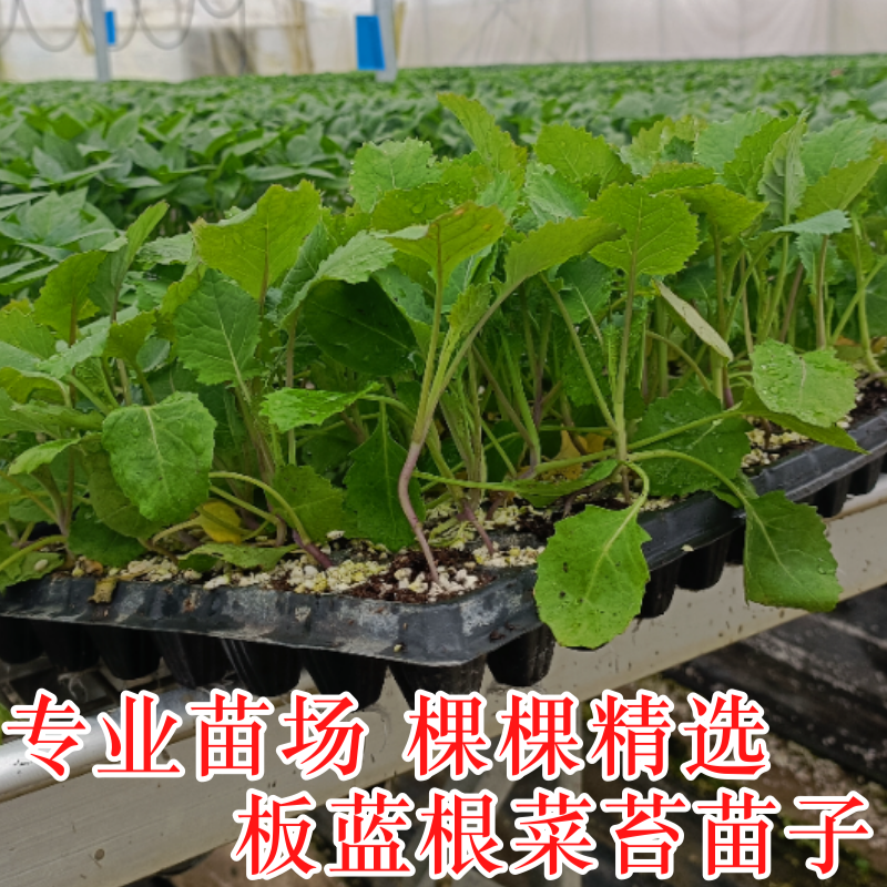 板蓝根菜苔苗湖北核心产区直发蔬菜苗子特色蔬菜带土发货精品