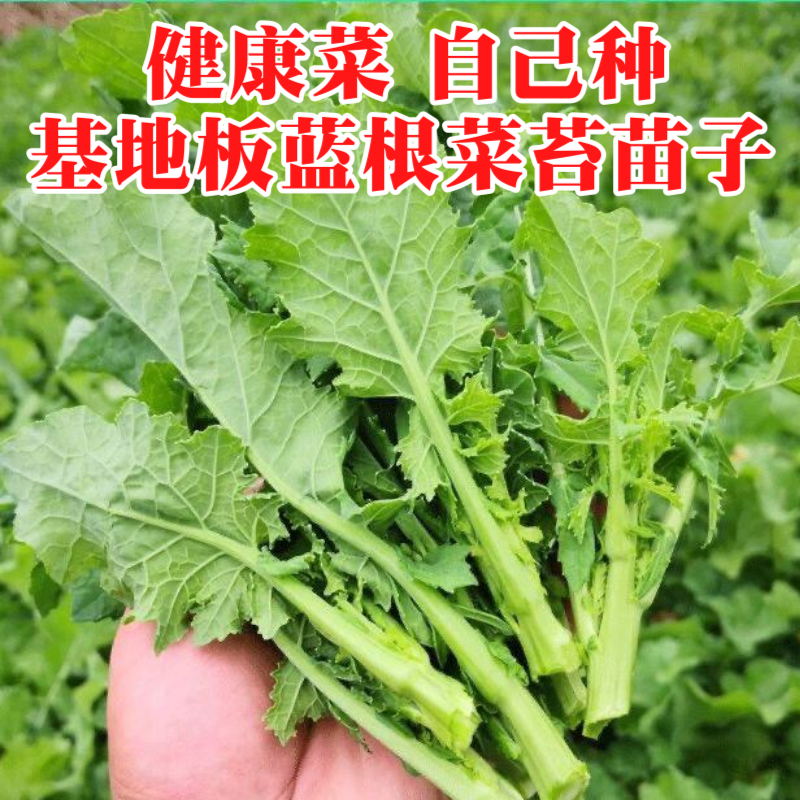 板蓝根菜苔苗湖北核心产区直发蔬菜苗子特色蔬菜带土发货精品