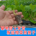 板蓝根菜苔苗湖北核心产区直发蔬菜苗子特色蔬菜带土发货精品