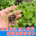 板蓝根菜苔苗湖北核心产区直发蔬菜苗子特色蔬菜带土发货精品