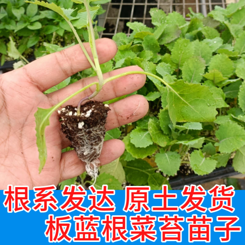 板蓝根菜苔苗湖北核心产区直发蔬菜苗子特色蔬菜带土发货精品