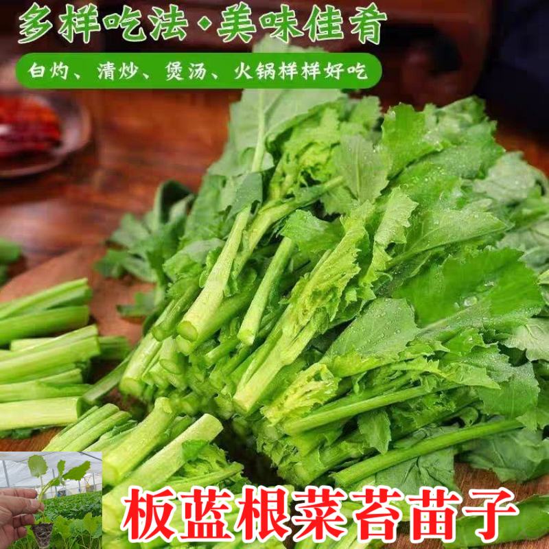 板蓝根菜苔苗湖北核心产区直发蔬菜苗子特色蔬菜带土发货精品