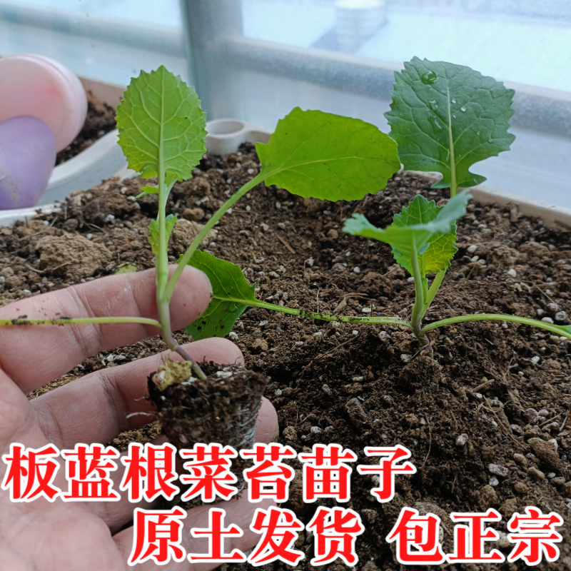 板蓝根菜苔苗湖北核心产区直发蔬菜苗子特色蔬菜带土发货精品