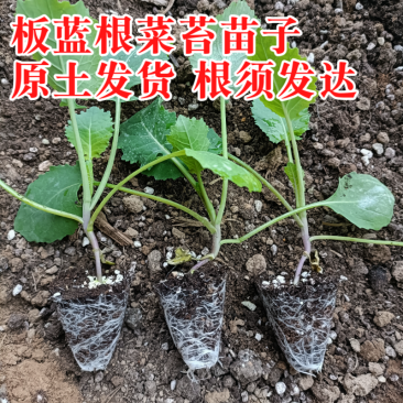 板蓝根菜苔苗湖北核心产区直发蔬菜苗子特色蔬菜带土发货精品