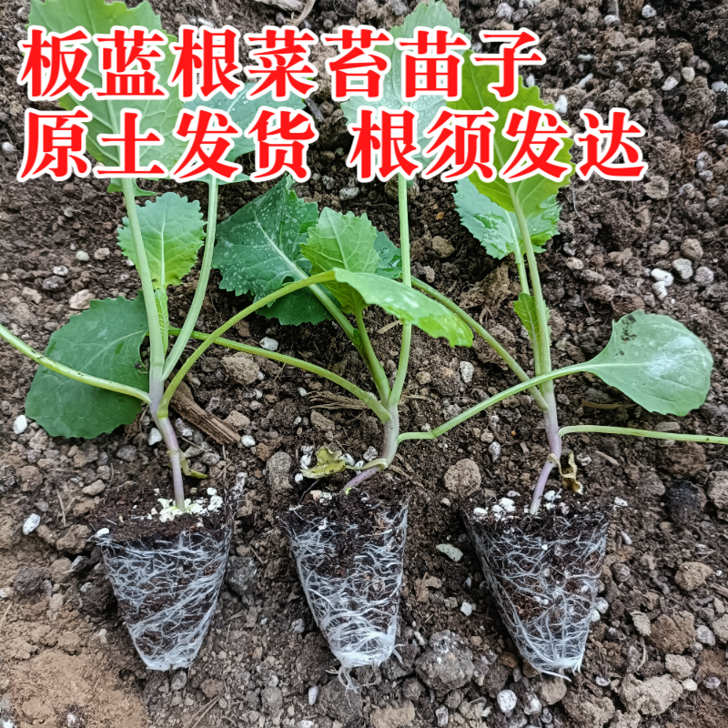 板蓝根菜苔苗湖北核心产区直发蔬菜苗子特色蔬菜带土发货精品