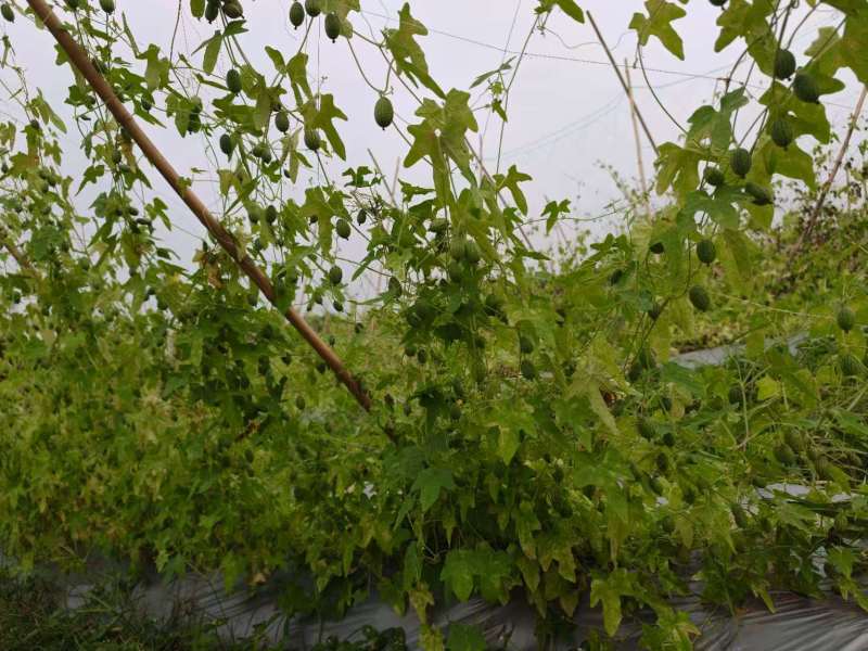 【推荐】海南精品拇指西瓜，产地直供，各品齐全欢迎联系