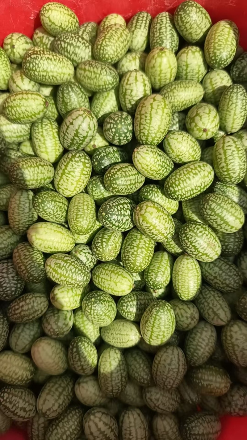 【推荐】海南畅销拇指西瓜，万亩基地，产地直发