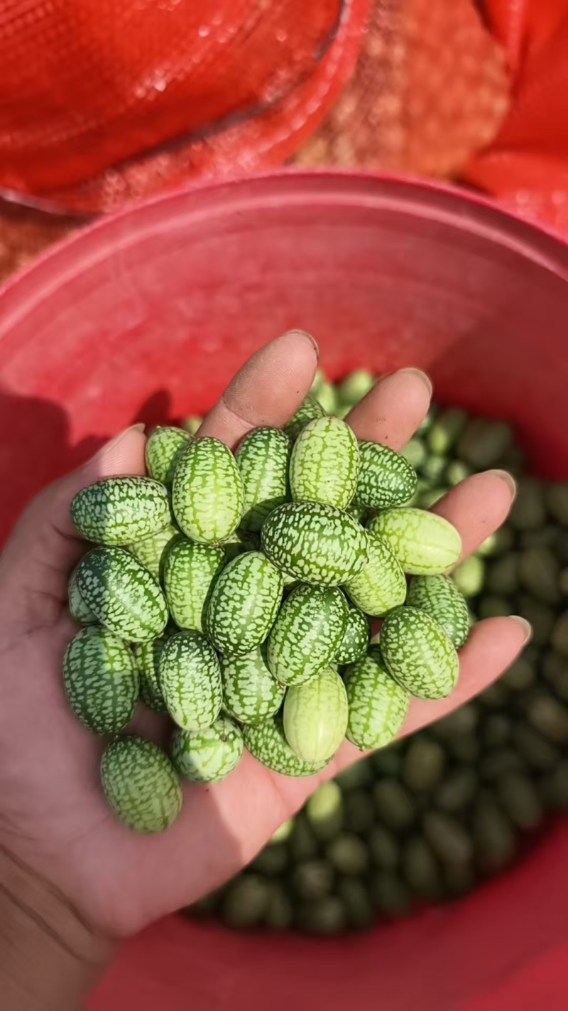 【推荐】海南精品拇指西瓜，产地直供，各品齐全欢迎联系