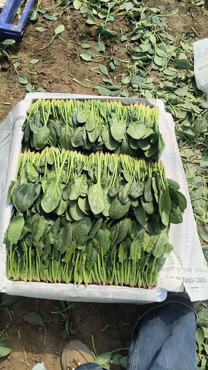 【热卖中】山东精品小叶菠菜产地直发一条龙服务对接批发电商
