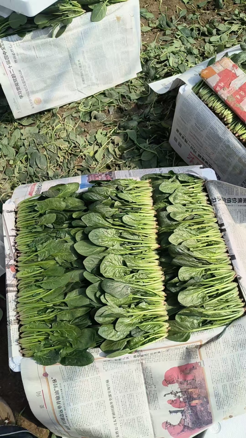 【热卖中】山东精品小叶菠菜产地直发一条龙服务对接批发电商