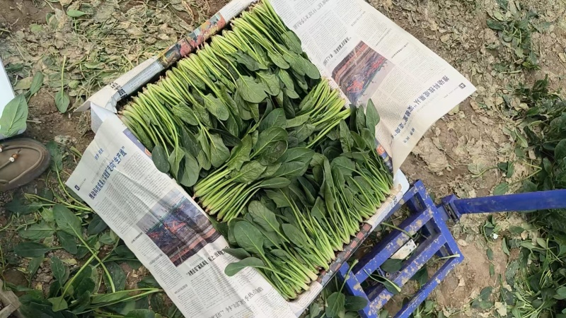 【热卖中】山东精品小叶菠菜产地直发一条龙服务对接批发电商