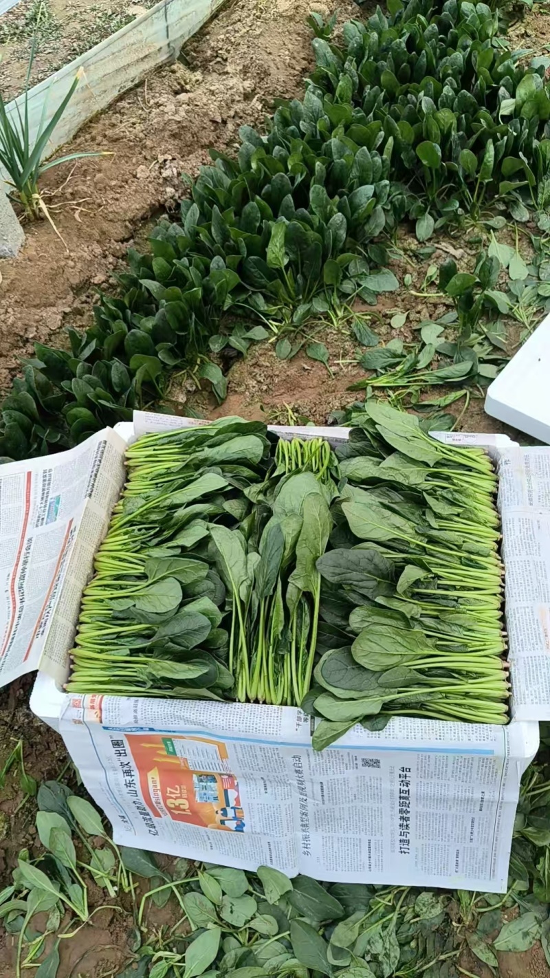 【热卖中】山东精品小叶菠菜产地直发一条龙服务对接批发电商
