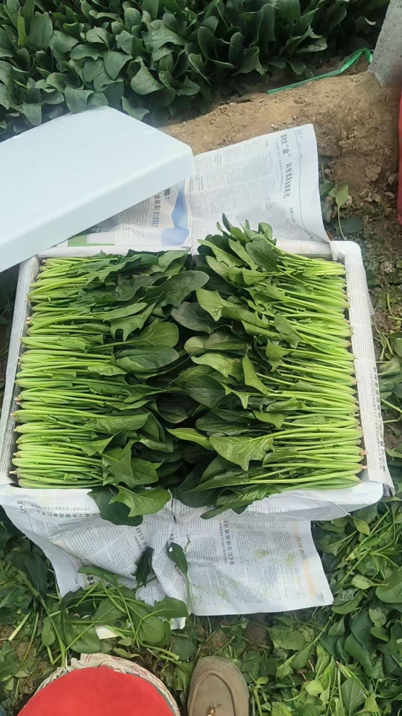 【热卖中】山东精品小叶菠菜产地直发一条龙服务对接批发电商