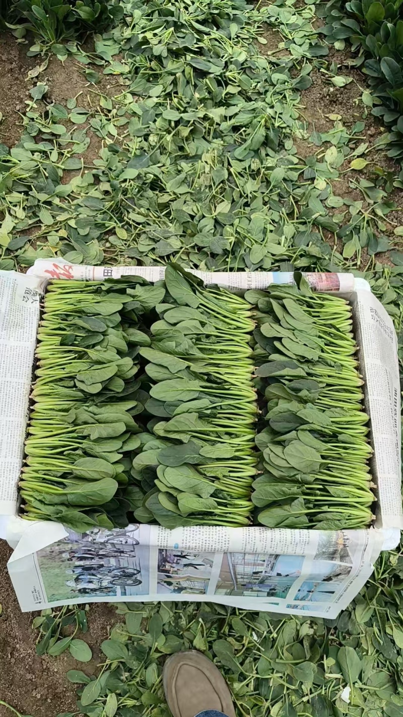 【热卖中】山东精品小叶菠菜产地直发一条龙服务对接批发电商