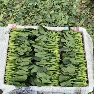 精品山东小叶菠菜常年供应市场批发电商团购便宜量大从优