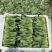 精品山东小叶菠菜常年供应市场批发电商团购便宜量大从优