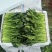 精品山东小叶菠菜常年供应市场批发电商团购便宜量大从优