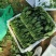 精品山东小叶菠菜常年供应市场批发电商团购便宜量大从优