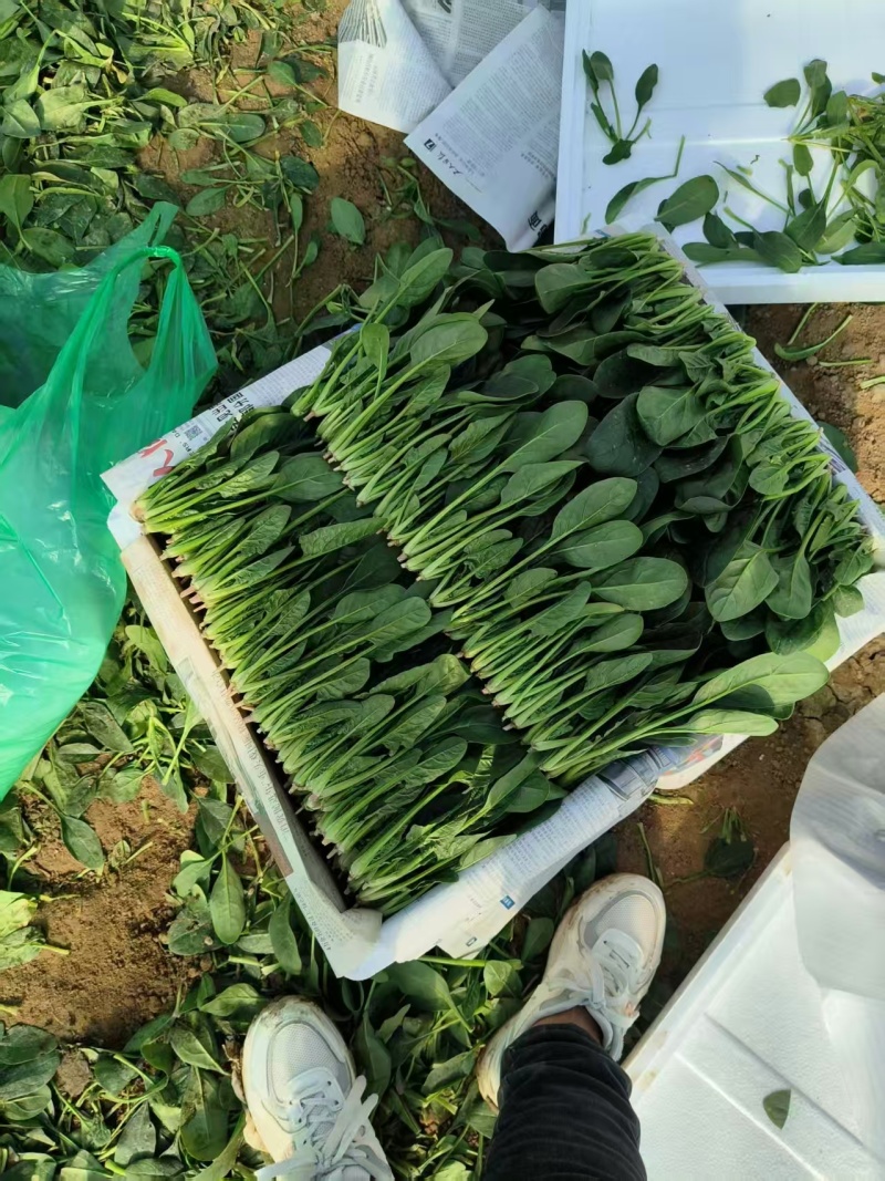 精品山东小叶菠菜常年供应市场批发电商团购便宜量大从优