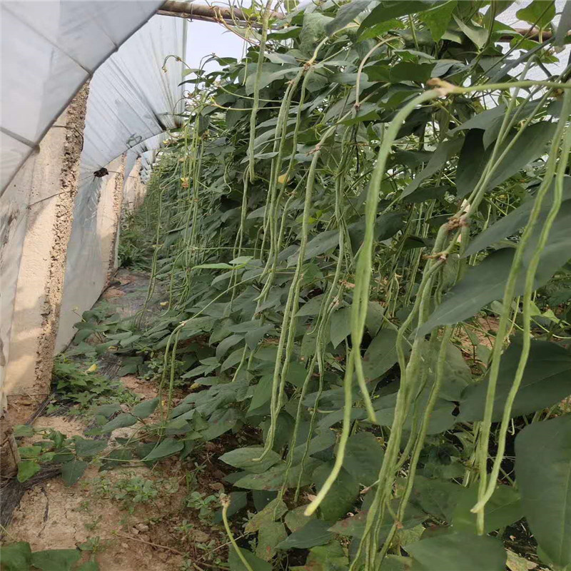 赣新雅加达豇豆种子翠绿条中早熟耐高温白籽白花长豆角种子