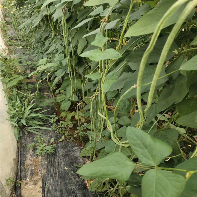 赣新雅加达豇豆种子翠绿条中早熟耐高温白籽白花长豆角种子