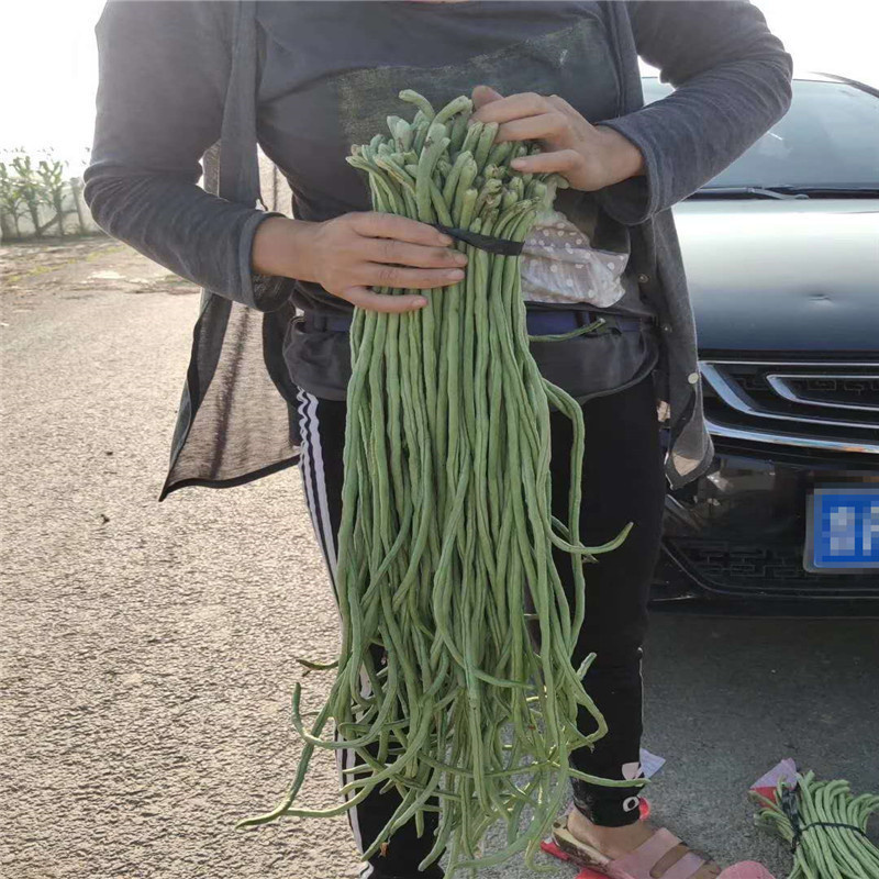 赣新雅加达豇豆种子翠绿条中早熟耐高温白籽白花长豆角种子