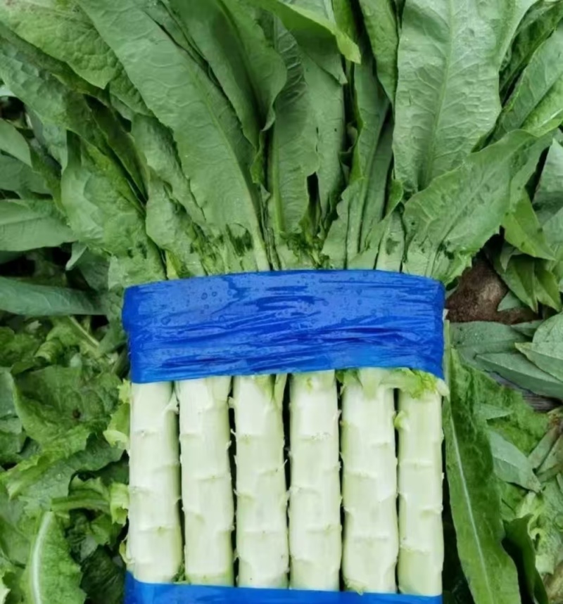 尖叶莴笋山东莴苣精品莴笋产地直供质量保证对接全国