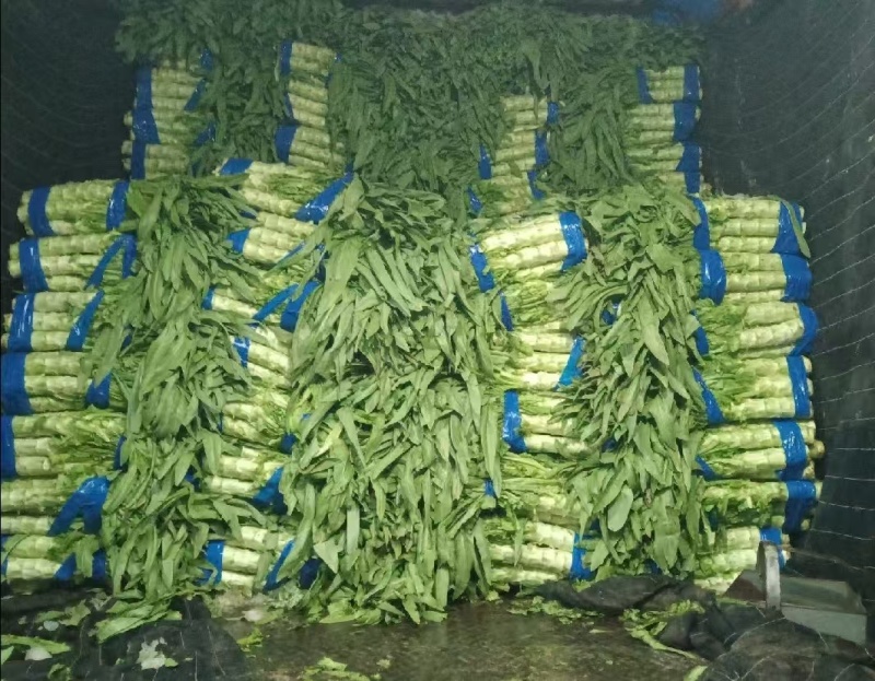 【精选】精品莴苣尖叶莴笋产地直供口感爽脆青皮青肉