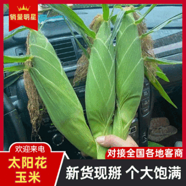 『精』云南玉米(太阳花系列)个头大无虫眼/产地代发全国