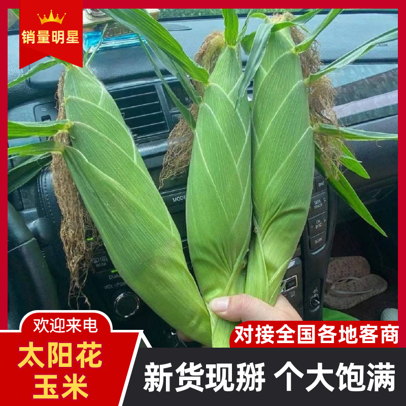 『精』云南玉米（太阳花系列）个头大无虫眼/产地代发全国