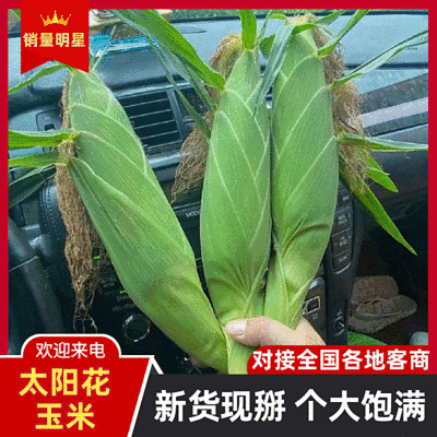 【太阳花玉米】云南玉米/个头大无虫眼/大量现货/可发全国