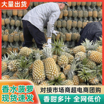 【荐】云南菠萝&香水菠萝&小菠萝/产地直供/可全国发货
