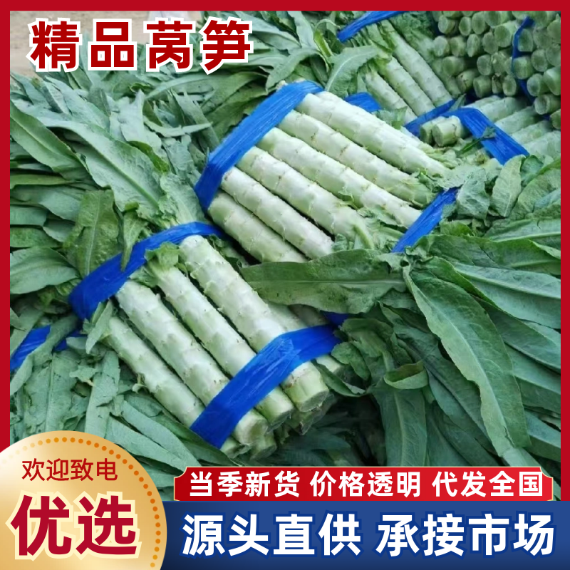 尖叶莴笋山东莴苣精品莴笋产地直供质量保证对接全国