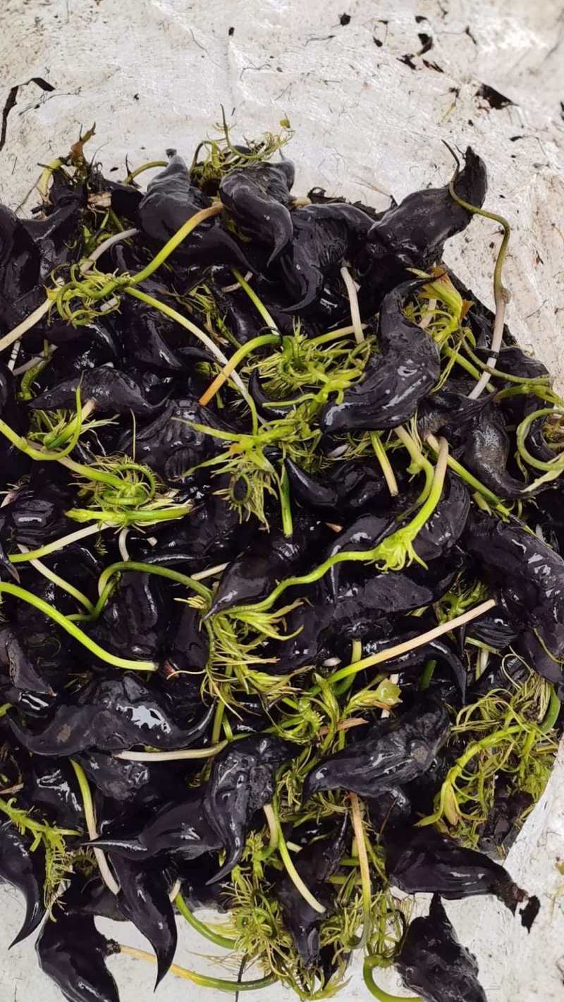 菱角种苗青菱角种苗红菱角水红菱保质保量价格优惠