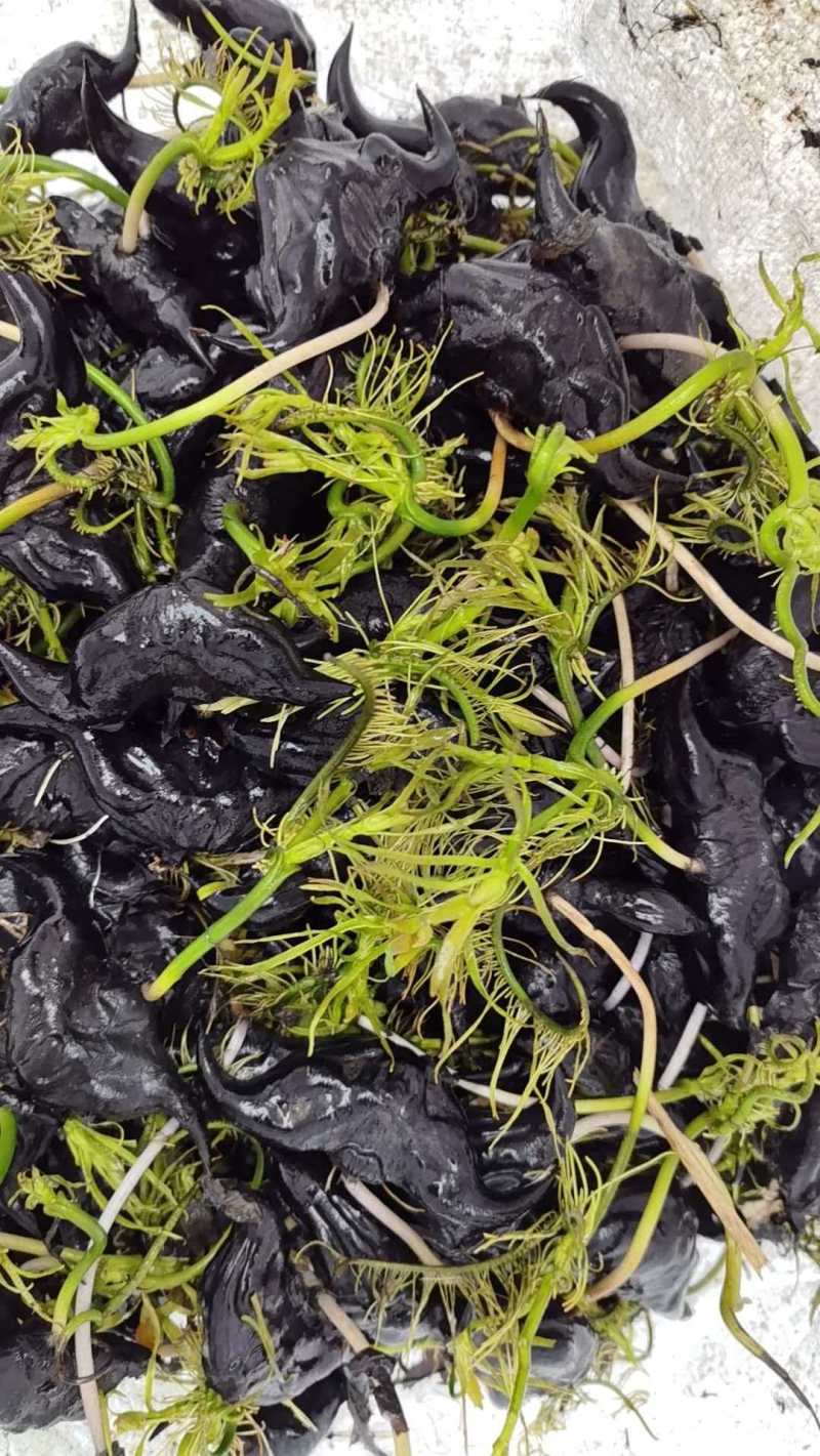 菱角种苗青菱角种苗红菱角水红菱保质保量价格优惠