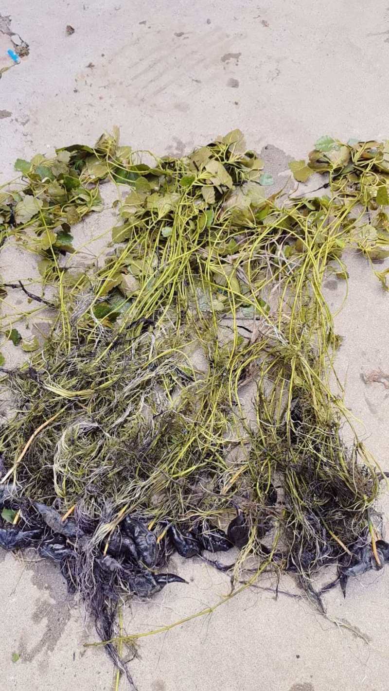 菱角种苗青菱角种苗红菱角水红菱保质保量价格优惠