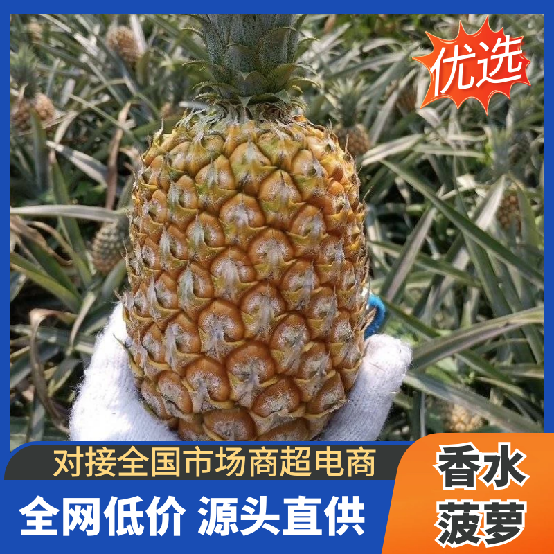 【香水菠萝】云南菠萝/小菠萝/批发～电商～团购/全国发货