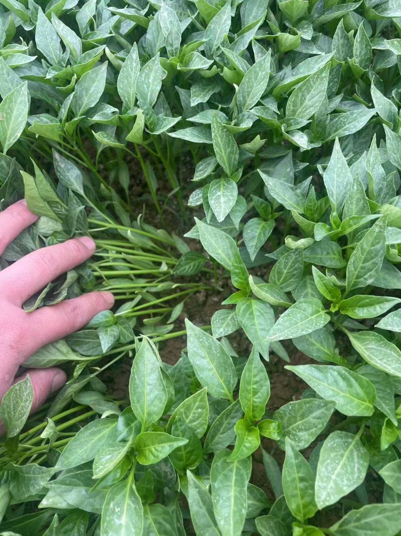 3号薄皮椒，现货速发，支持视频或线下看货欢迎老板选购