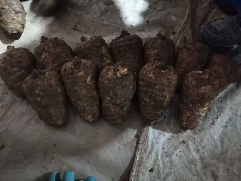 云南鲜天麻电商批发一件代发