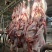 甘肃本地精品牦牛肉/量大从优/源头直发/欢迎下单联系