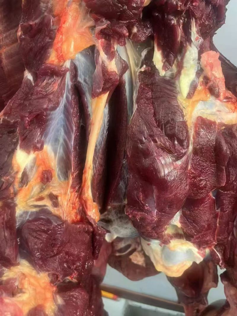 甘肃本地精品牦牛肉/量大从优/源头直发/欢迎下单联系