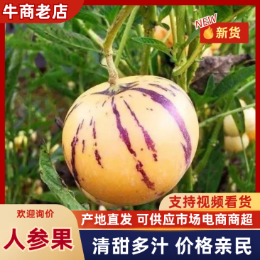 人参果大量有货产地直发一手货源品质保证服务周到