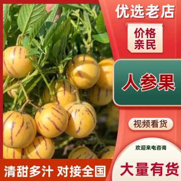 人参果品质保证服务周到产地直发价格美丽欢迎咨询