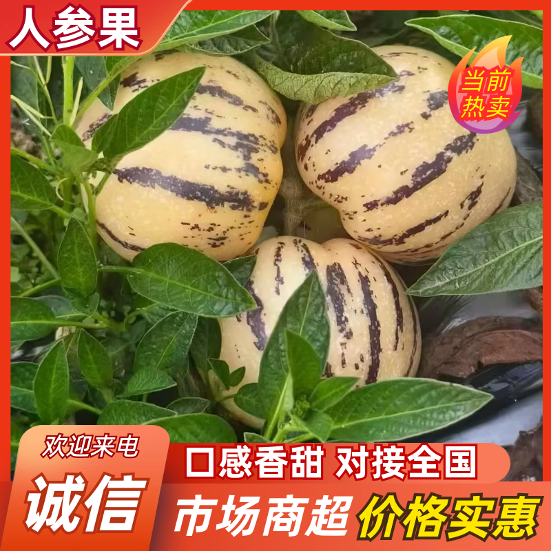 云南树熟人参果，口感**，支持一件代发，需要的联系我